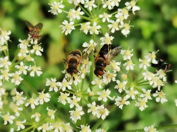 Bee in Pollinator Garden