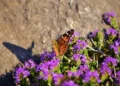 Create a Pollinator Garden Top 10 Tips