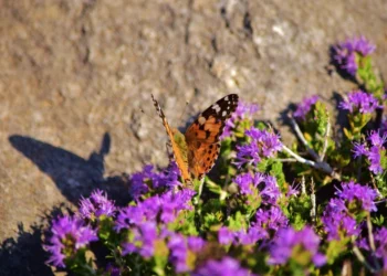 Create a Pollinator Garden Top 10 Tips