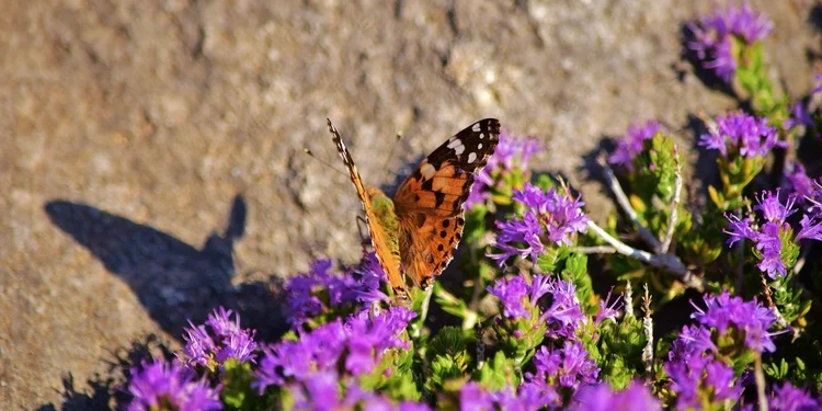 Create a Pollinator Garden Top 10 Tips