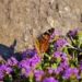 Create a Pollinator Garden Top 10 Tips