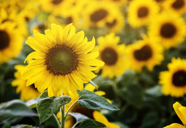 growing sunflowers with kids