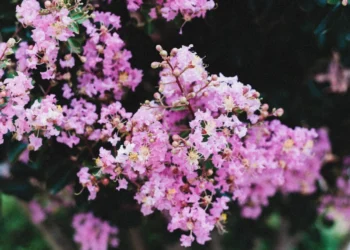 crape myrtle Lagerstroemia