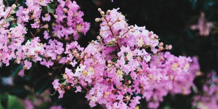 crape myrtle Lagerstroemia