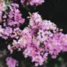 crape myrtle Lagerstroemia