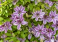 clematis climbing plants