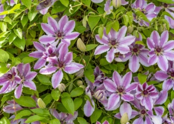 clematis climbing plants