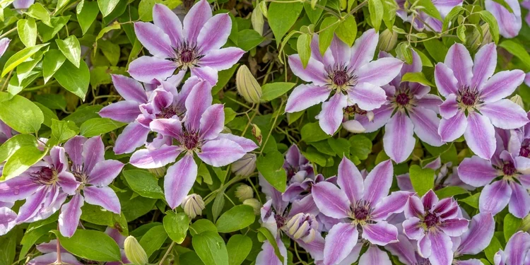 clematis climbing plants