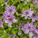 clematis climbing plants