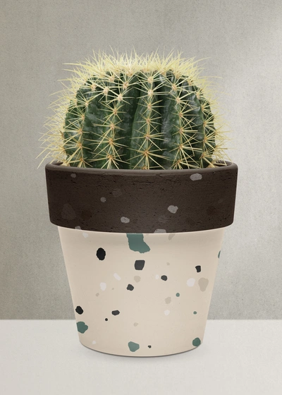Golden Barrel Cactus 