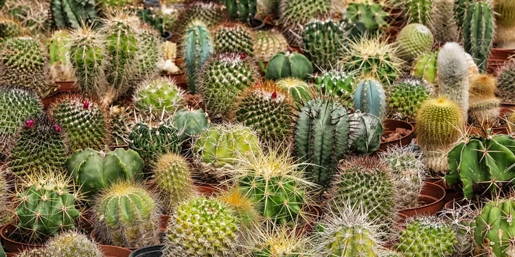 grow cacti collection