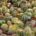 grow cacti collection