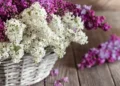 growing lilacs Syringa vulgaris