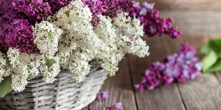 growing lilacs Syringa vulgaris