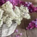 growing lilacs Syringa vulgaris
