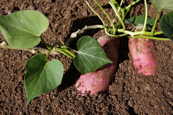 growing sweet potatoes in the ground