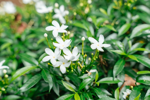 jasmine climbing flowers