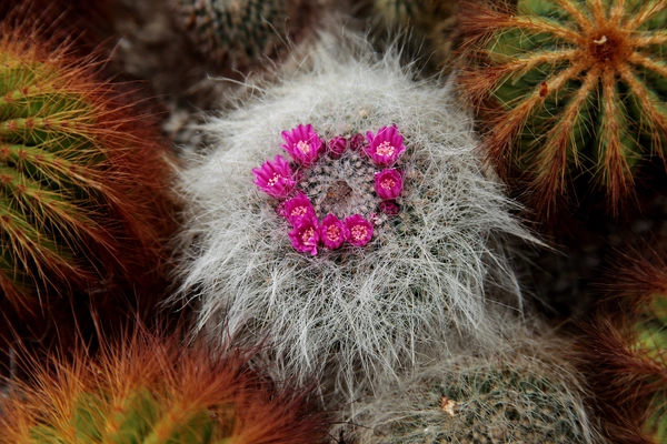 Old Lady Cactus