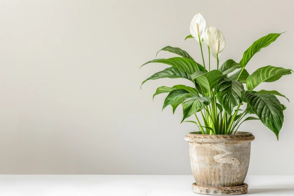  peace lily bathroom plant
