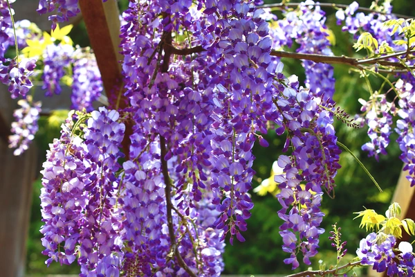 purple wisteria flowers