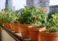 small space gardening