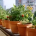 small space gardening