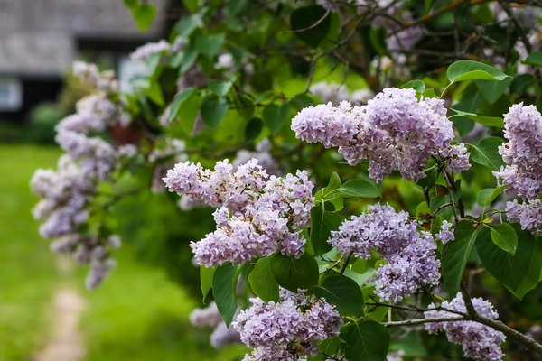 syringa vulgaris purple lilac bush