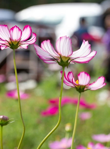 pink and white cosmos flowers