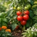 12 Best Companion Plants for Tomatoes to Grow