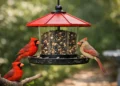 Best Bird Feeder for Cardinals That Works
