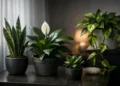 Can Houseplants Survive Low Light? Yes, With Care