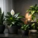 Can Houseplants Survive Low Light? Yes, With Care