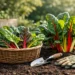 Growing Swiss Chard for Months of Fresh Leaves