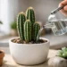 How Often to Water Cactus Without Root Rot