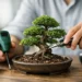 How to Care for Bonsai Trees Without Guesswork