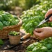 How to Grow Basil for Big, Fragrant Harvests
