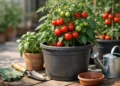 How to Grow Tomatoes in Containers Successfully