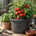 How to Grow Tomatoes in Containers Successfully
