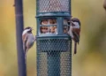 Choosing the Right Bird Feeder