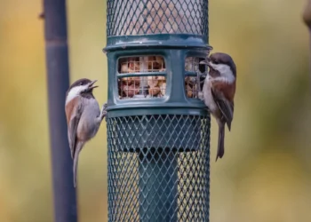 Choosing the Right Bird Feeder