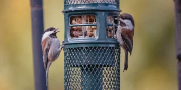 Choosing the Right Bird Feeder