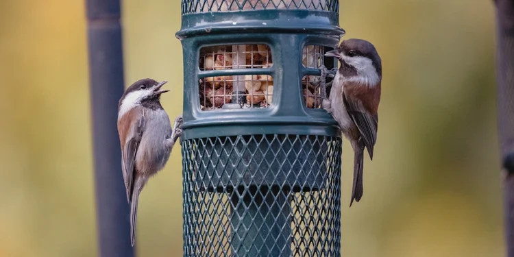 Choosing the Right Bird Feeder