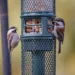 Choosing the Right Bird Feeder