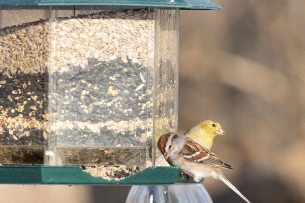 bird on bird feeder