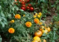 companion planting tomatoes, basil and marigolds