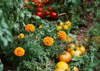 companion planting tomatoes, basil and marigolds