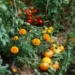 companion planting tomatoes, basil and marigolds