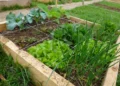 square foot gardening grid