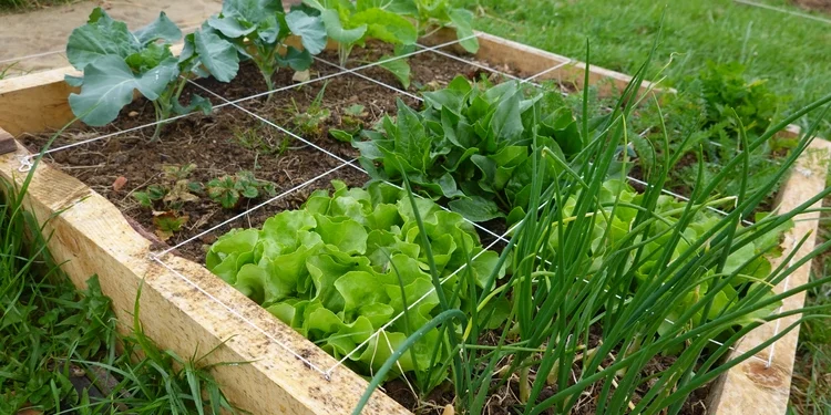 square foot gardening grid