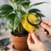 Why Are Houseplant Leaves Yellow? Fix the Cause